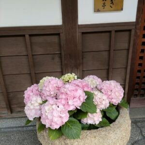 IMG20250418083031